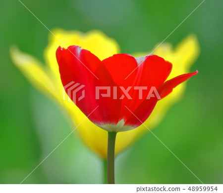 盛開在五顏六色 盛開在五顏六色 48959954