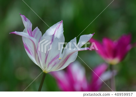 盛開在五顏六色 盛開在五顏六色 48959957