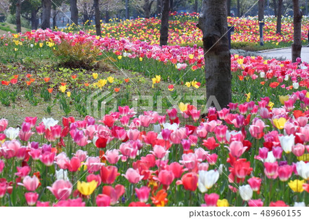 盛開在五顏六色 盛開在五顏六色 48960155