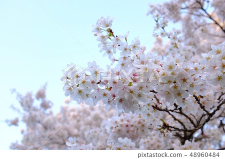 Cherry Blossoms Cherry Blossoms 48960484
