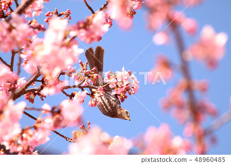 Bulbul Bulbul 48960485