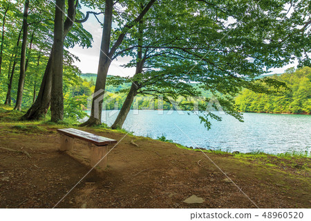 bench near in forest on the shore mountain lake bench near in forest on the shore mountain lake 48960520