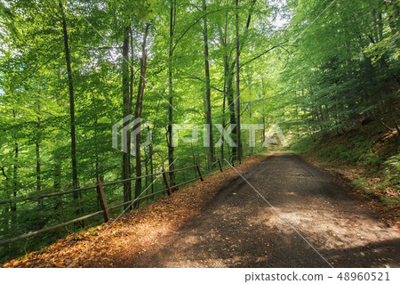 old gravel road through beech forest old gravel road through beech forest 48960521
