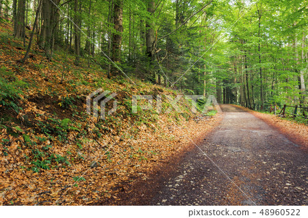 old asphalt road through beech forest 48960522