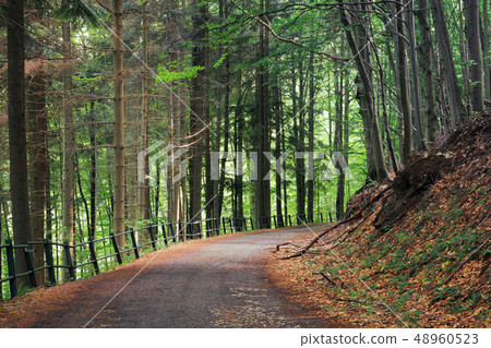 old asphalt road through beech and conifer forest old asphalt road through beech and conifer forest 48960523