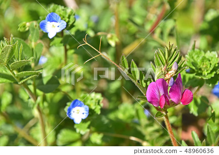 Karasuno pea (Kono Beans) 48960636