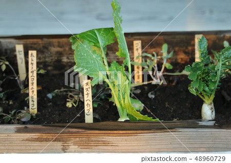 Seven herbs of spring Seven herbs of spring 48960729