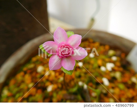 Sashu night cherry blossom Sashu night cherry blossom 48960799