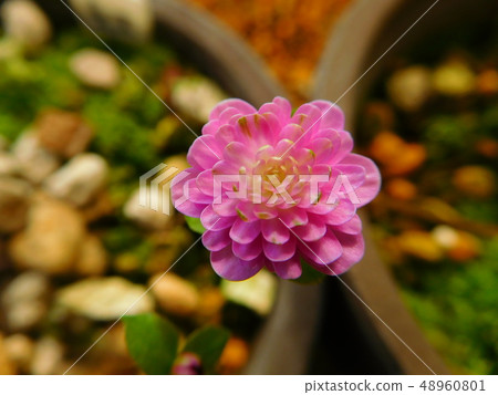 MomoTakashi 48960801