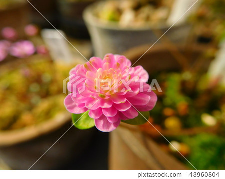 MomoTakashi 48960804