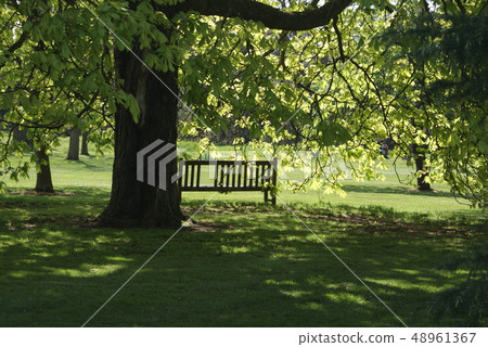 邱園（皇家植物園）在英國倫敦的樹蔭和長椅（花園）。 48961367