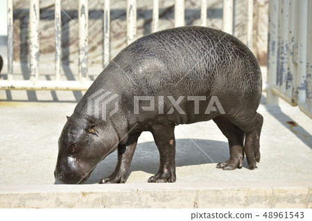 世界三大珍稀動物 Kobitoka 照片素材 圖片 圖庫