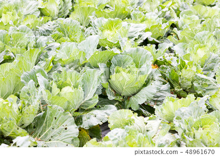 Closeup of imperfect organic vegetables with bugs 48961670