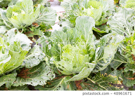 Closeup of imperfect organic vegetables with bugs 48961671