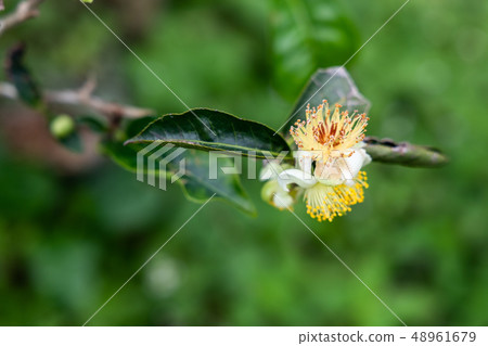 Closeup on flower bloom from tea tree in 48961679