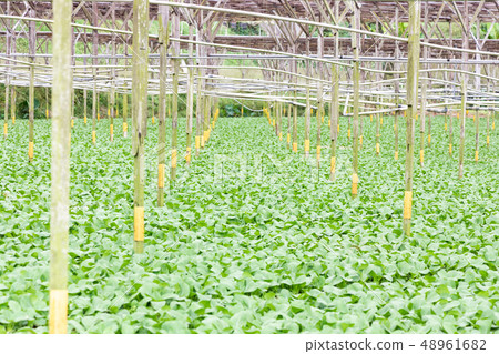 Organic greenhouse vegetable farming in Cameron 48961682