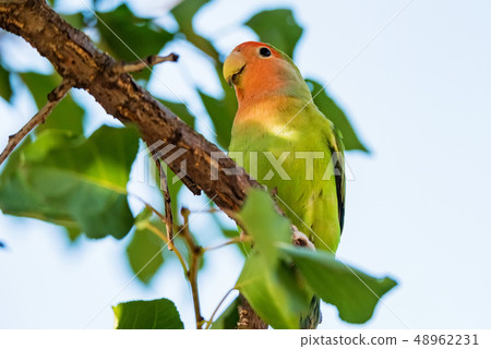 Rosy-faced lovebird or Agapornis roseicollis perches on branch close up 48962231