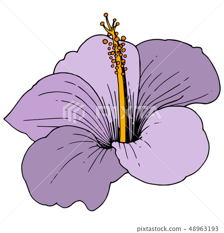 Vector Hibiscus floral tropical flowers. Engraved ink art. Isolated hibiscus illustration element on Vector Hibiscus floral tropical flowers. Engraved ink art. Isolated hibiscus illustration element on 48963193