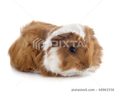 young Guinea pig 48963556