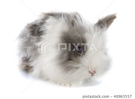 angora rabbit 48963557