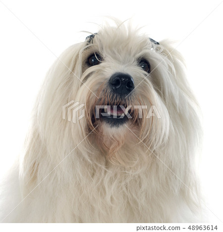 coton de tulear coton de tulear 48963614