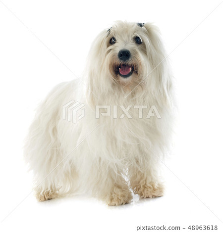 coton de tulear coton de tulear 48963618