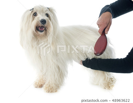 brushing coton de tulear 48963622