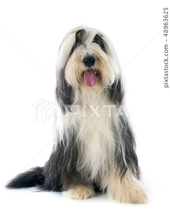 bearded collie bearded collie 48963625