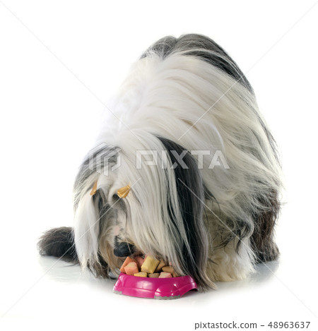 eating bearded collie 48963637