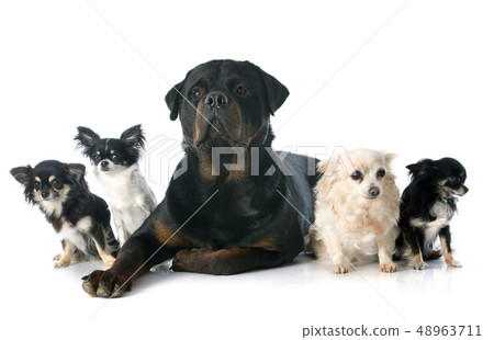 chihuahuas and rottweiler chihuahuas and rottweiler 48963711