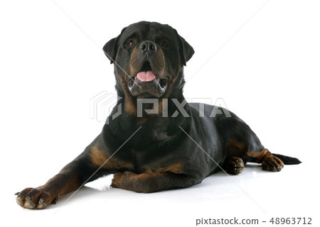 rottweiler rottweiler 48963712