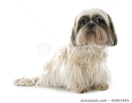 Shih Tzu 48963969