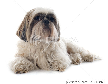 Shih Tzu 48963970