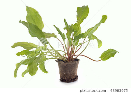sorrel plant sorrel plant 48963975
