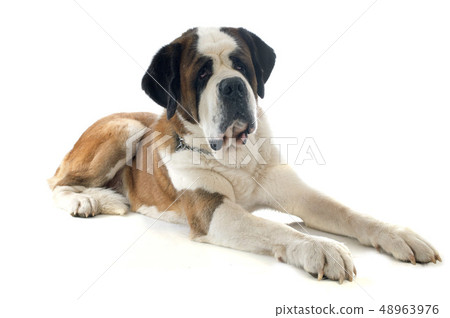 saint bernard 48963976
