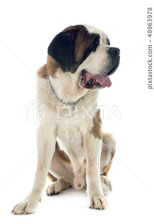 saint bernard 48963978