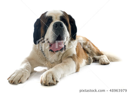 saint bernard 48963979