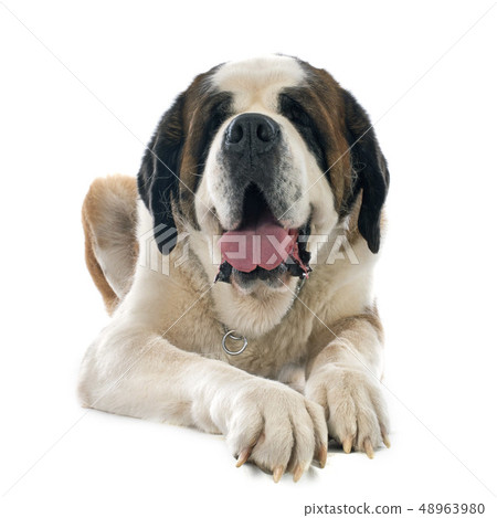 saint bernard 48963980