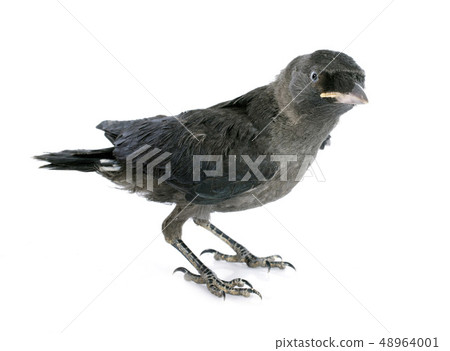 Western jackdaw Western jackdaw 48964001