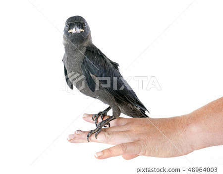 Western jackdaw Western jackdaw 48964003