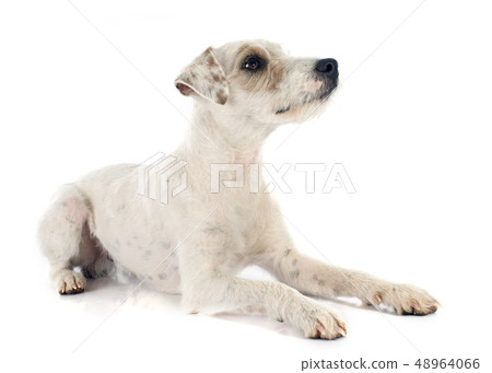 parson russell terrier parson russell terrier 48964066