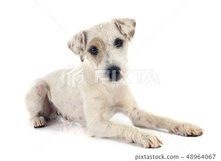 parson russell terrier parson russell terrier 48964067