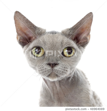 devon rex devon rex 48964089