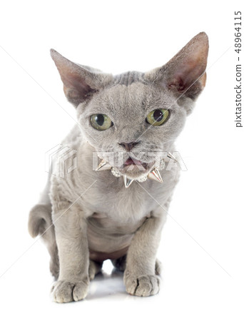 devon rex devon rex 48964115