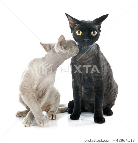 devon rex devon rex 48964118