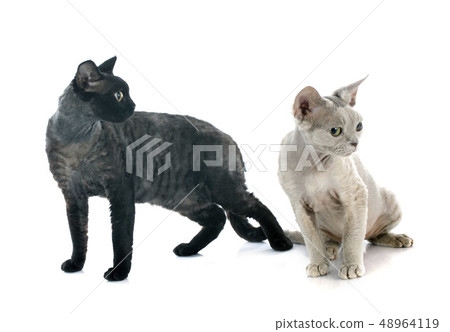 devon rex devon rex 48964119