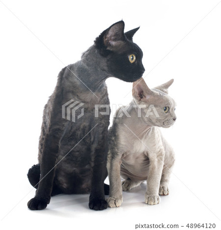 devon rex devon rex 48964120