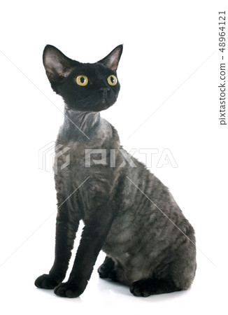 devon rex devon rex 48964121