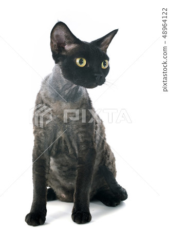 devon rex devon rex 48964122
