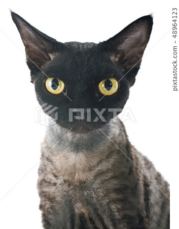 devon rex devon rex 48964123